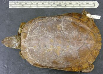 Media type: image; Herpetology R-43652